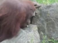 Curious and Gross Orangutan Saves Duckling from Drowning
