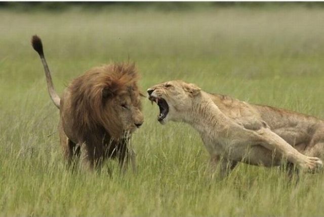 Ferocious Lionesses