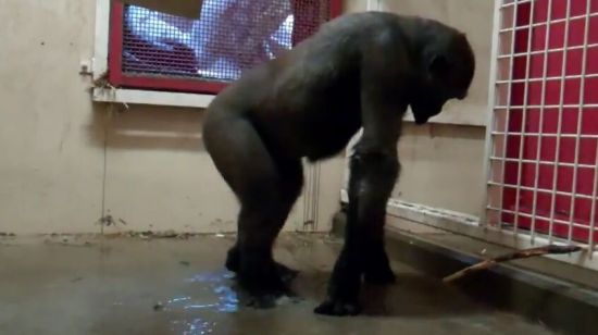 Gorilla Is Quite The Break Dancer [VIDEO]