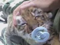 Cute Tiger Cub Sucking on Pacifier