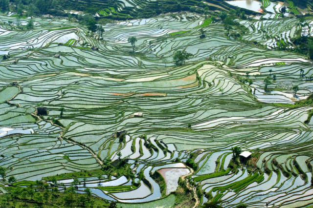Amazingly Beautiful Rice Terraces