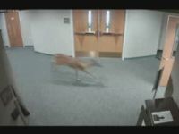 Deer Runs Amok in Church
