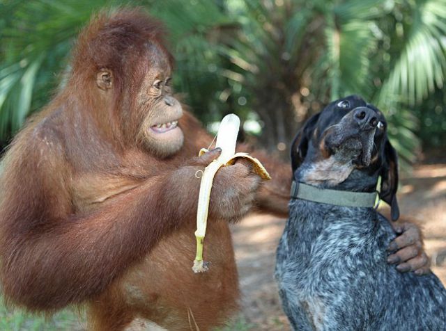Best Buds: The Dog and the Orangutan