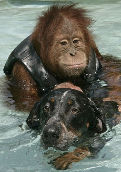 Best Buds: The Dog and the Orangutan