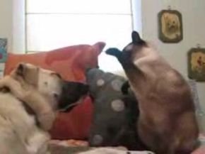 Cat Shows Its Boxing Skills by Fighting Dog