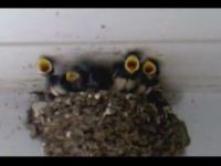 Feeding Swallow Babies