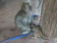 Kitten Confuses Nipple with Male Monkey’s Member