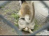 Lemur Rides the “Tortoise Train”