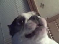 Boston Terrier Makes a Funny Face when Tickled