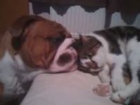 Bulldog Is in Love with Cat