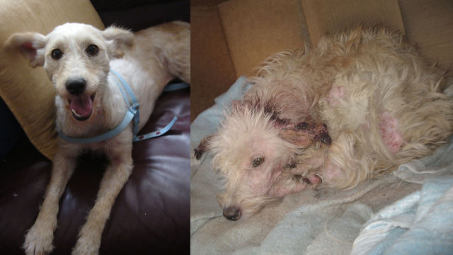 Animals Before & After Rescue