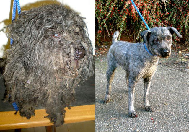 Animals Before & After Rescue