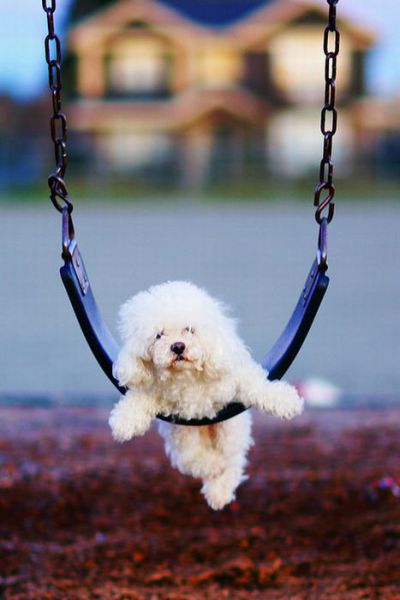 Dogs on Swings