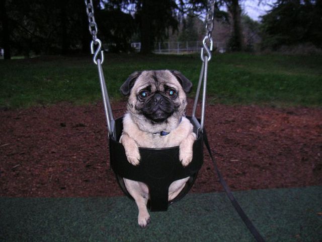 Dogs on Swings