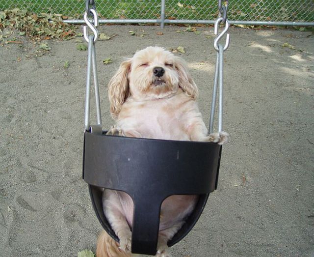 Dogs on Swings