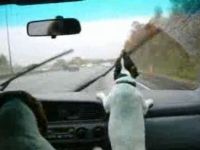 Dog Hates Windshield Wipers