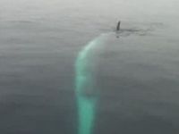 Amazing Footage of Fin Whale Rolling Over