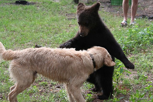 Meeting With Bear Cubs