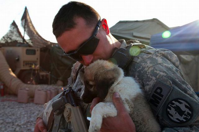 The Pets of Soldiers