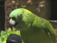 Parrot Can Sing Many Songs