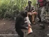Ape with AK-47