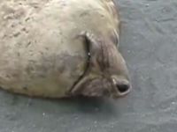 Snoring Seal