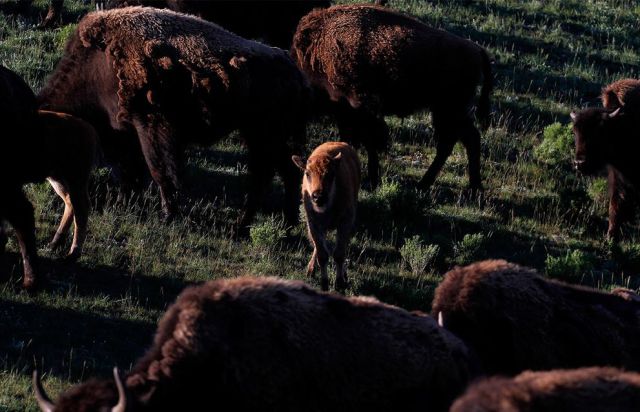 Stunning Images From Yellowstone National Park