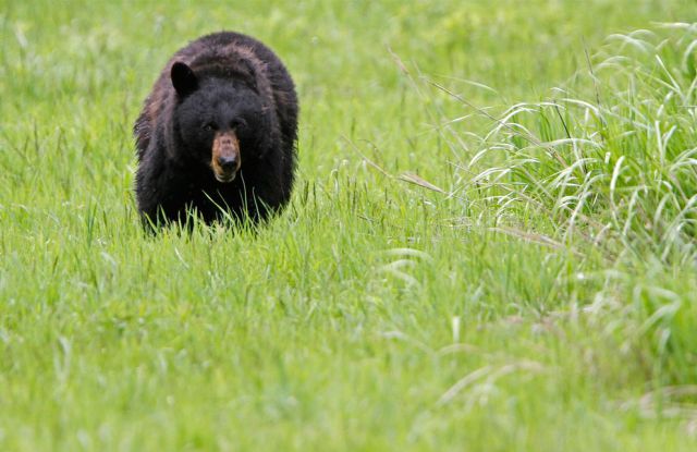 Stunning Images From Yellowstone National Park