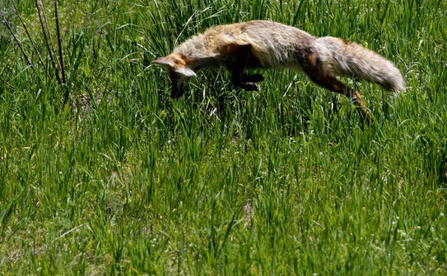 Stunning Images From Yellowstone National Park