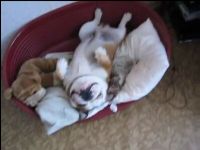 Lazy Bulldog Doesn’t Want to Get Up