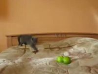 Kitten Confronts Scariest Things He Ever Saw