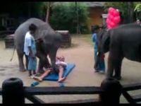 Is This Elephant Searching for a Banana?