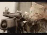Medal of Honor Cat