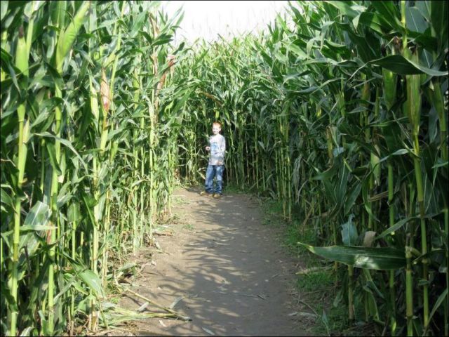 Gigantic Corn Mazes