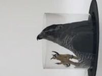 Goshawks Can Fly Through the Smallest and Narrowest Holes