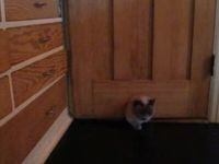 Cat’s Too Fat for the Cat Door – Finds Another Way to Go In