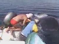 Whale Gives Show after Being Rescued