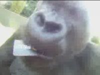 Gorilla Plays with Camera