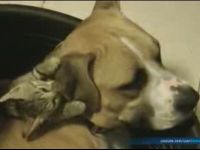 Pitbull and Kitten Are BFF