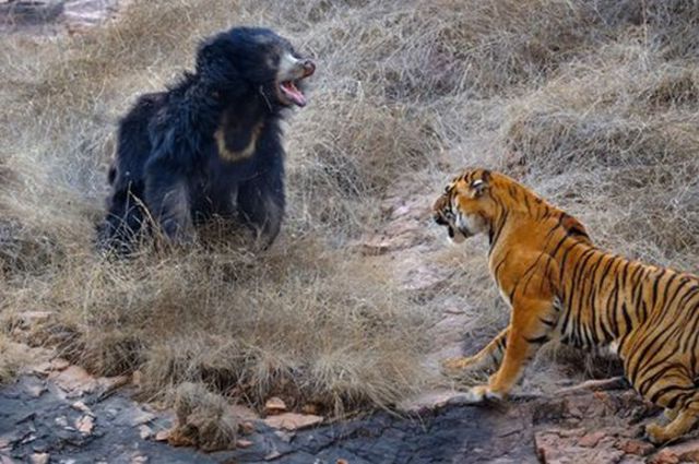 The Mother Bear and the Tiger