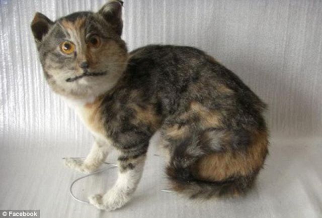 When Taxidermy Goes Wrong