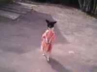 Dog in Dress Walks like Humans