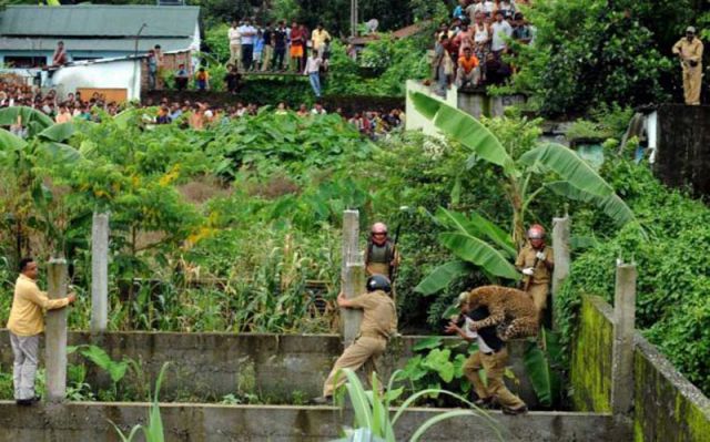 Wild Leopard Hunts in a Village