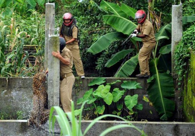 Wild Leopard Hunts in a Village