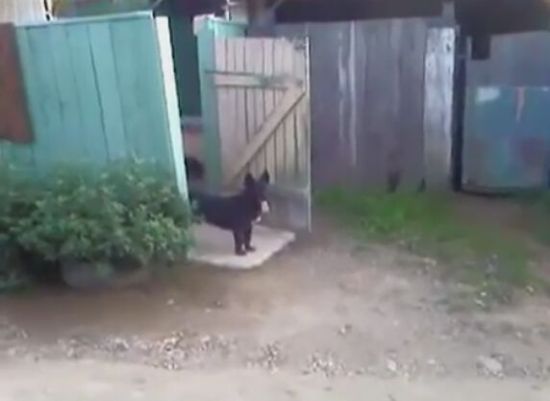 Doorkeeper Dog Is Unflappable [VIDEO]