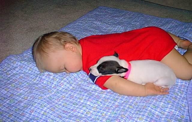 Napping With Pets