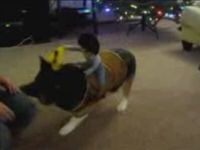 Funny Corgi Rodeo Experiment