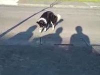 Dog Attacks Mysterious Shadow Hand