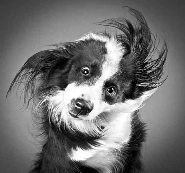 Funny Faces of Dogs Shaking Heads