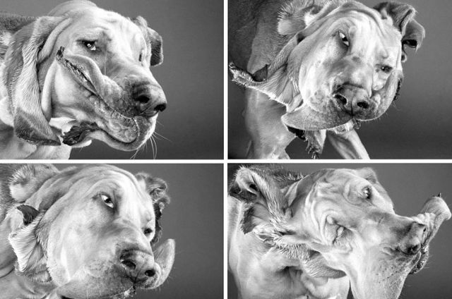 Funny Faces of Dogs Shaking Heads